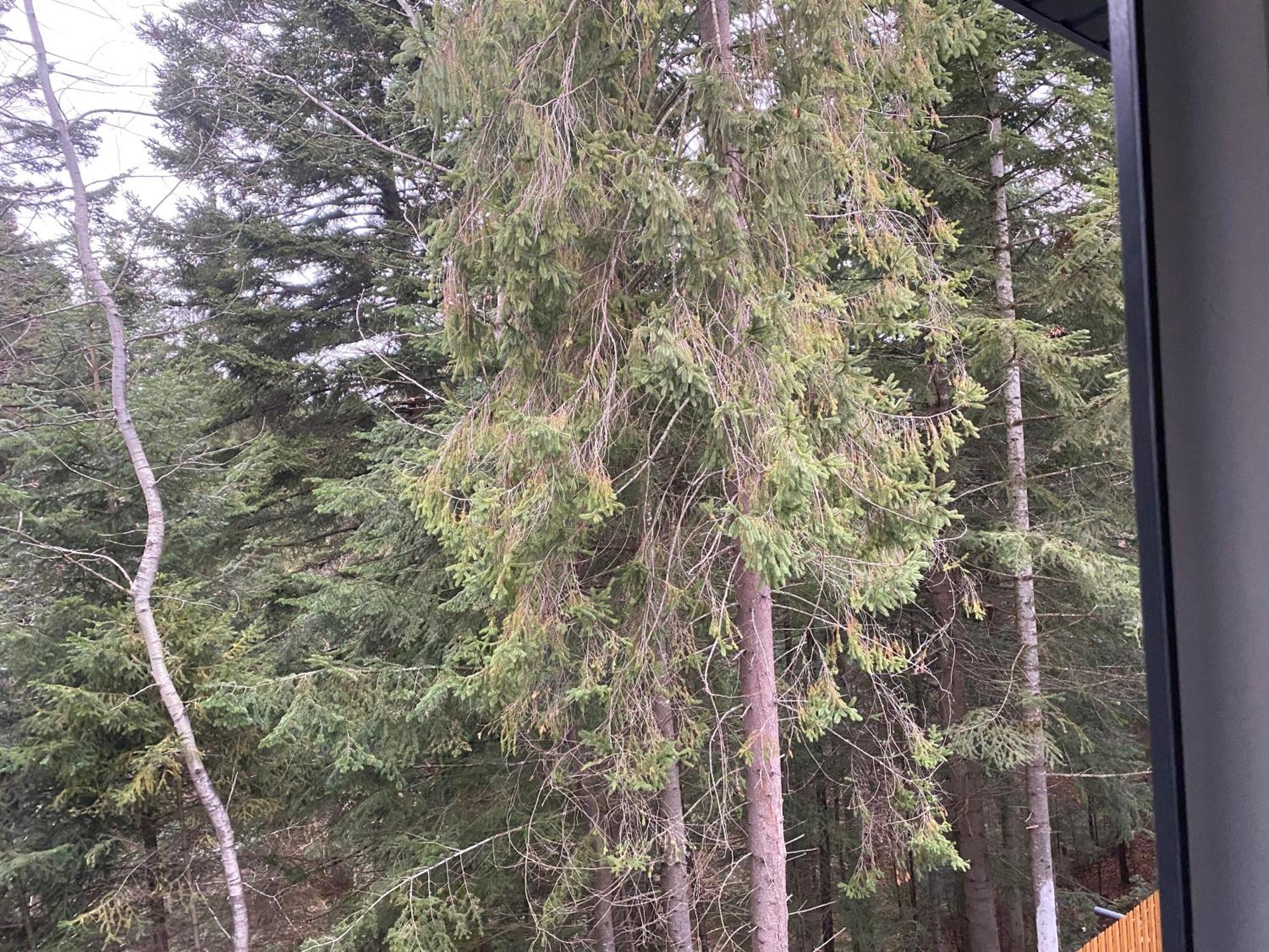 Феєрія Лісу Aparthotel Skhidnytsia Exteriör bild